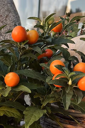 Cluster of small orange fruits growing on green leafy plants in a garden setting.