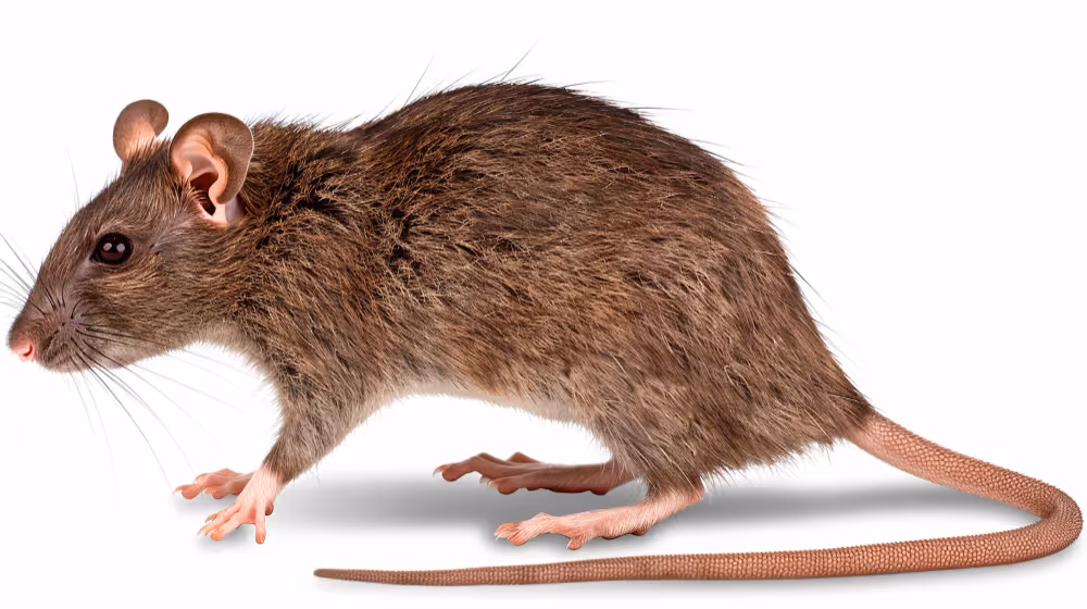 Nahaufnahme Ratte