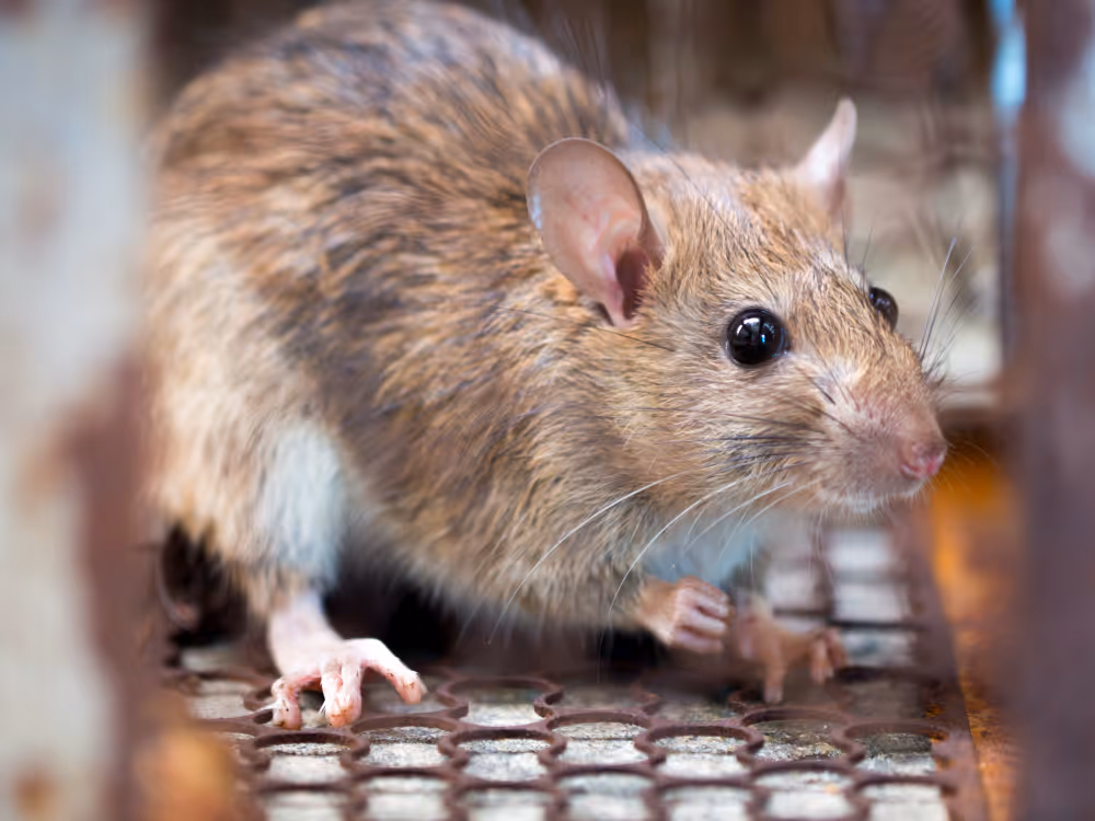 Ratte auf einem Küchenboden