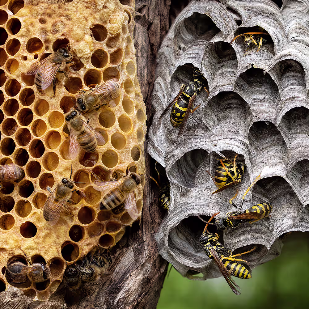 Detailreiche Makroaufnahme eines Vergleichs zwischen einem Bienennest und einem Wespennest in einer natürlichen Umgebung. Links ist ein warmes, goldfarbenes Bienenwaben-Nest mit sechseckigen Zellen zu sehen, in denen Honig und Pollen lagern, umgeben von pelzigen Bienen mit braun-gelben Streifen. Rechts befindet sich ein graues, papierartiges Wespennest mit geschichteter Struktur und offenen Zellen, auf dem glatte Wespen mit auffälligen gelb-schwarzen Mustern sitzen. Natürliches Tageslicht betont die unterschiedlichen Materialien und Farben beider Nester.
