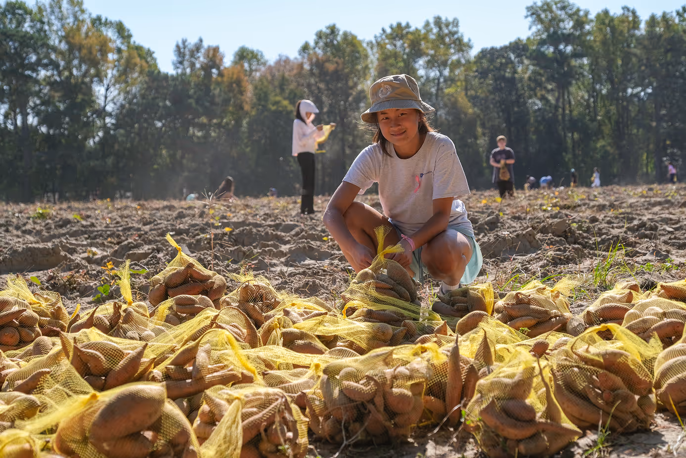 Cary Academy student collecting sweet potatoes during a community service gleaning project in North Carolina.