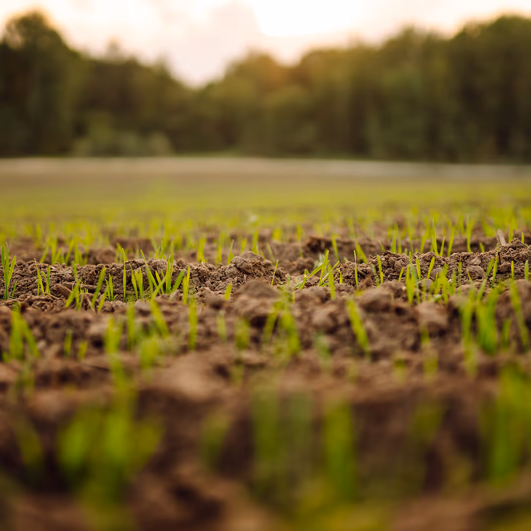Lawn seeding and aeration near me