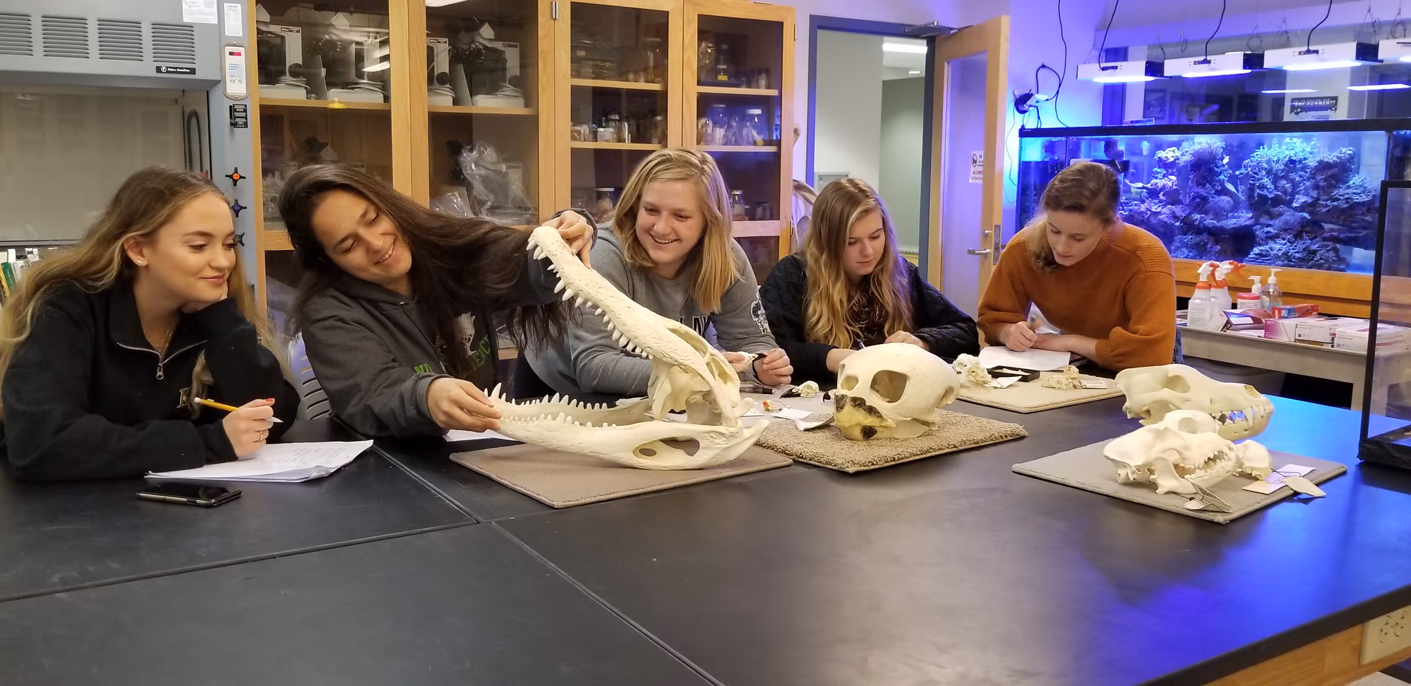 Five college students examining and taking notes on various animal skulls in a science laboratory setting.