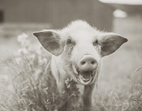 Close-up of a happy piglet standing in grass with its mouth open.