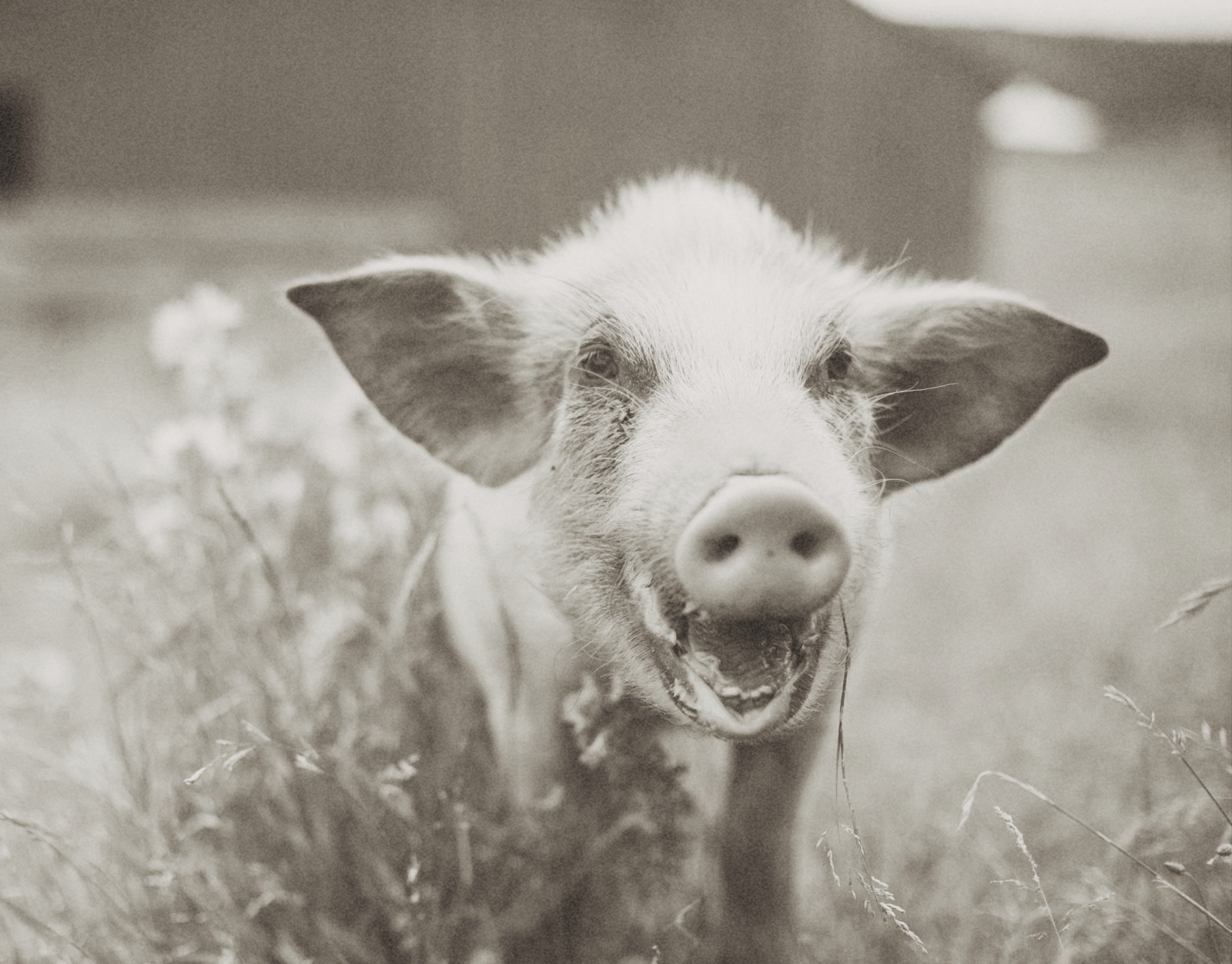 Close-up of a happy piglet standing in grass with its mouth open.