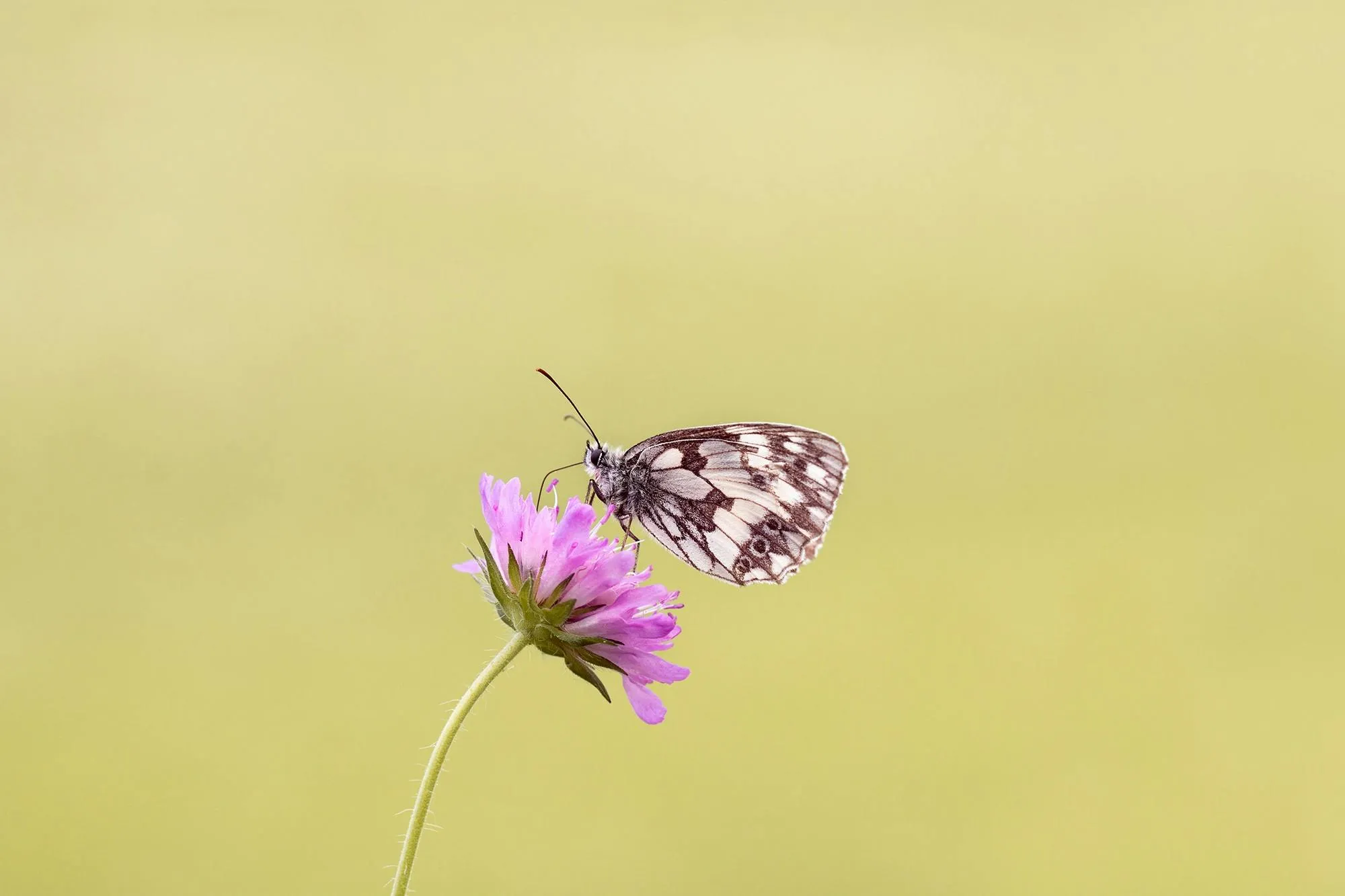 Black and white butterfly perched on a pink flower with a soft yellow background.