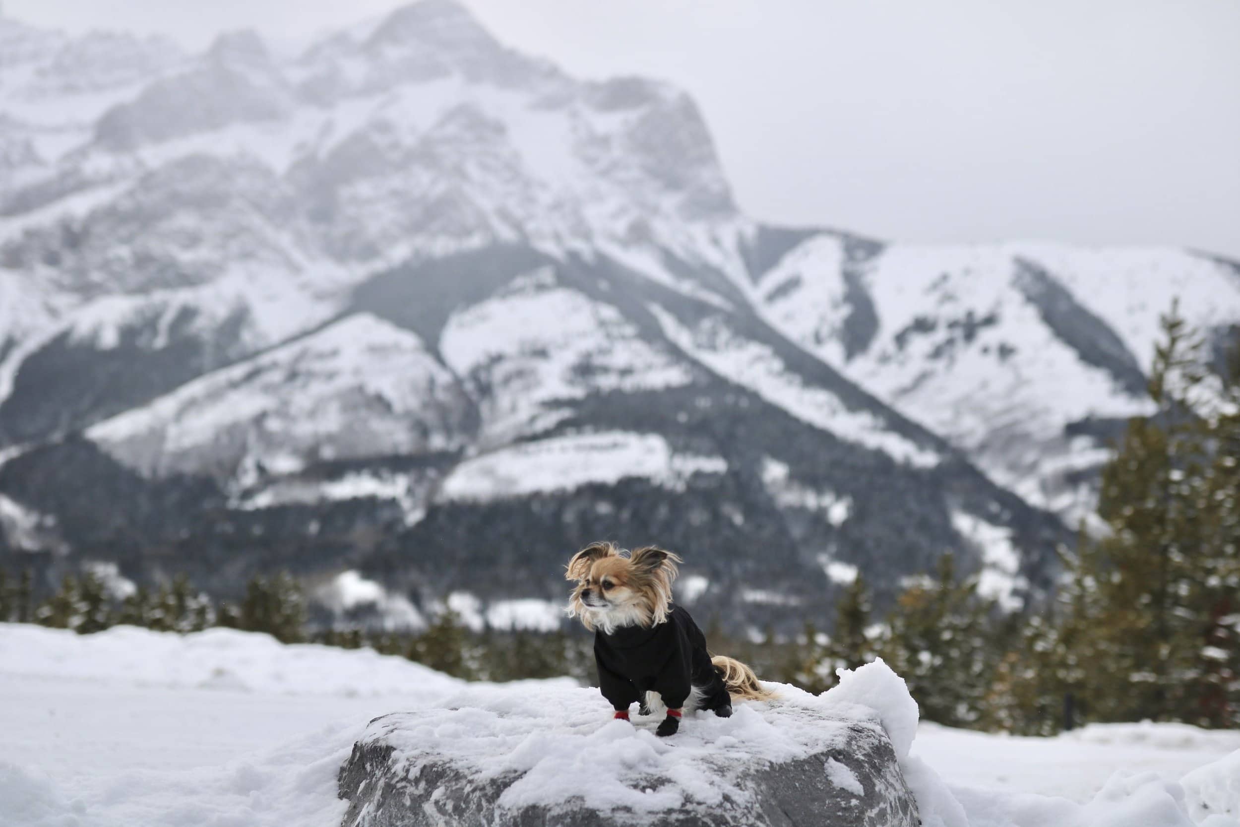 dog on a rock in the winter