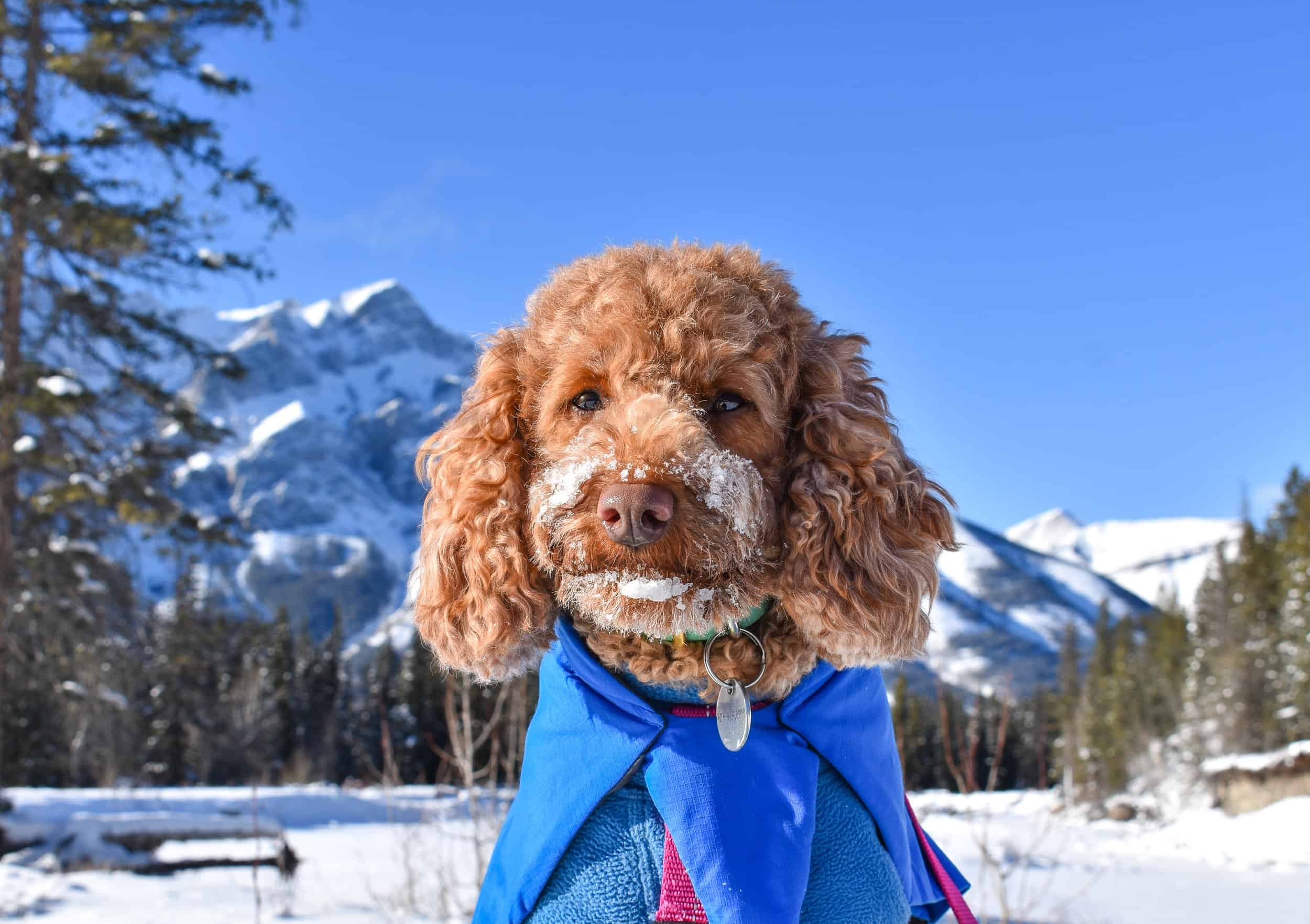 dog with snow on its snout in the winter