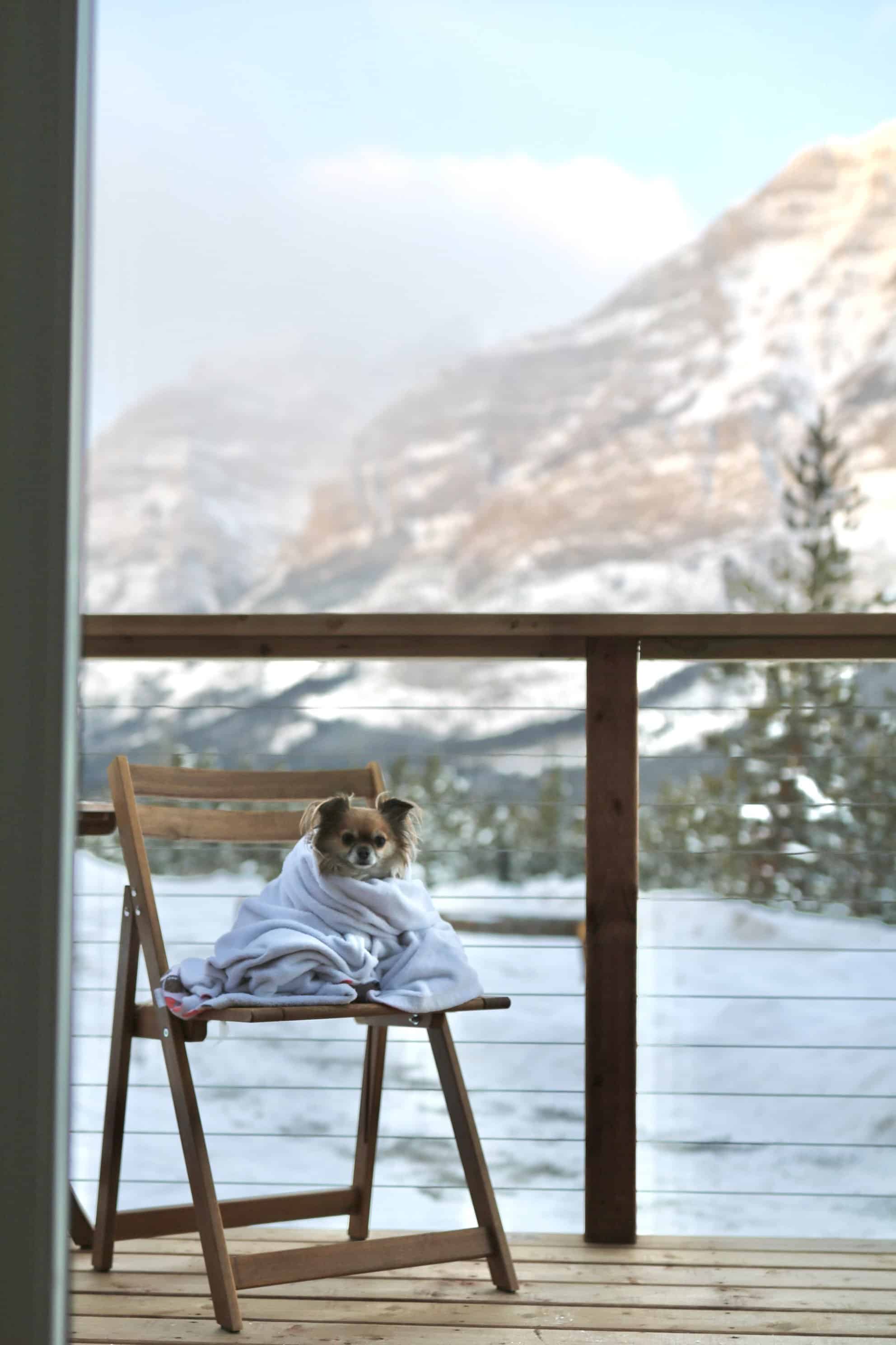 Dog on a balcony