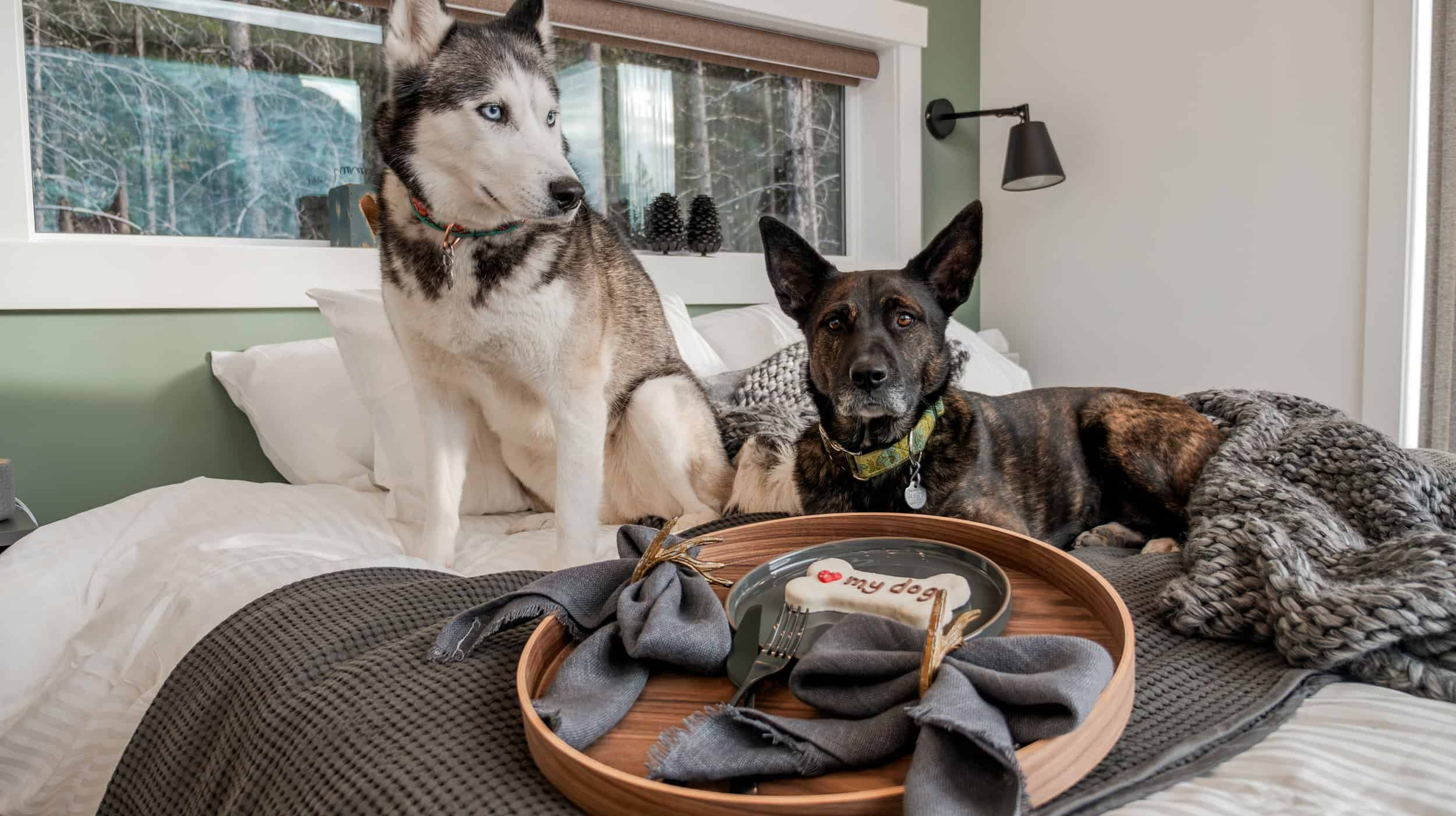 Dogs on a bed 