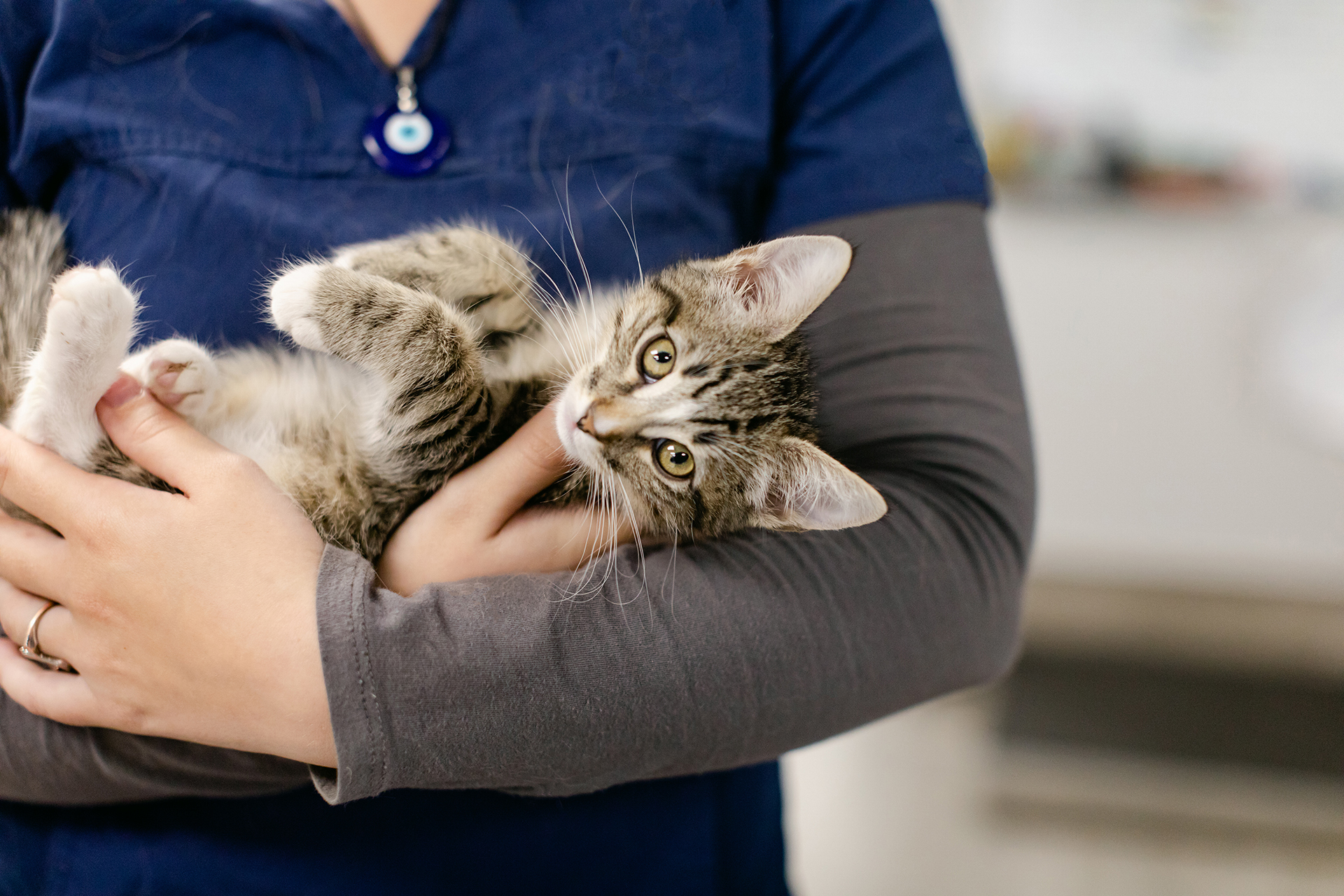 Veterinarian in blue scrubs holding tabby kitten during veterinary examination