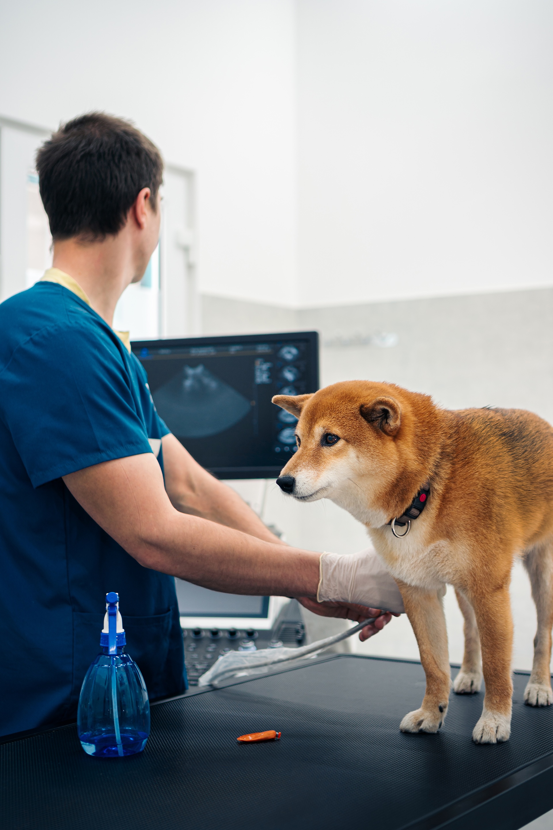 Veterinarian in blue scrubs examining orange Shiba Inu dog on examination table