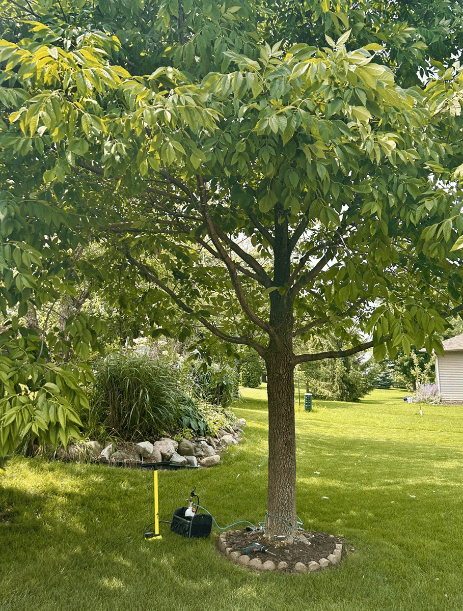 Ash tree receiving a treatment to prevent an Emerald Ash Borer infestation