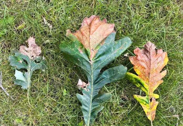 Sick oak tree leaves turn brown and yellow when they should be green.