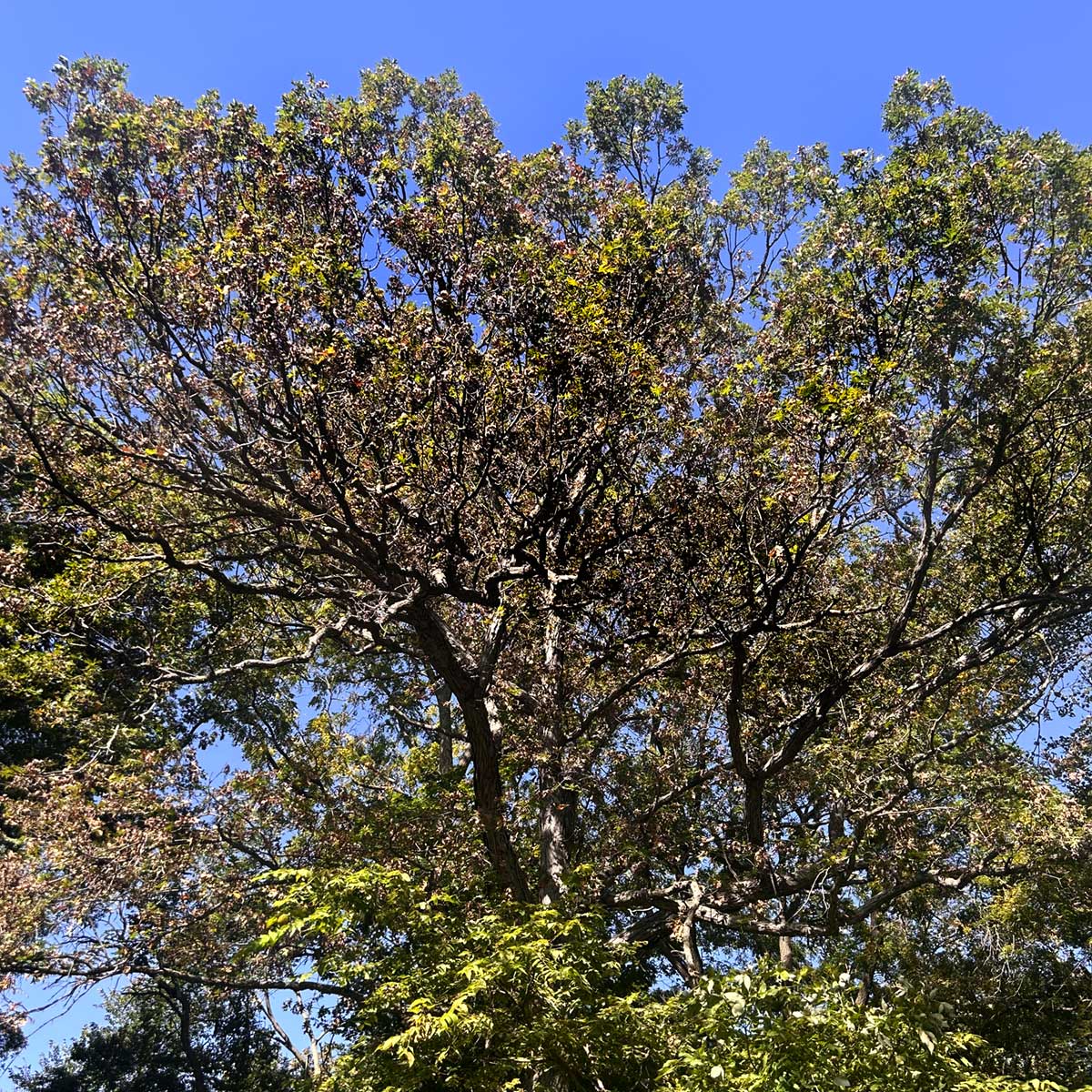 A tree showing dead branches due to Bur Oak Blight.