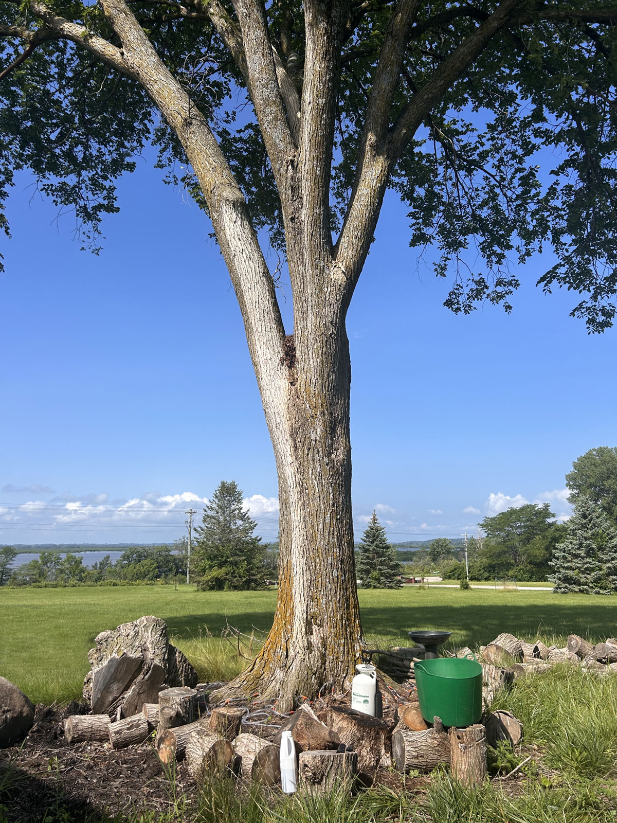 Tall elm tree receiving a treatment for Dutch Elm Disease