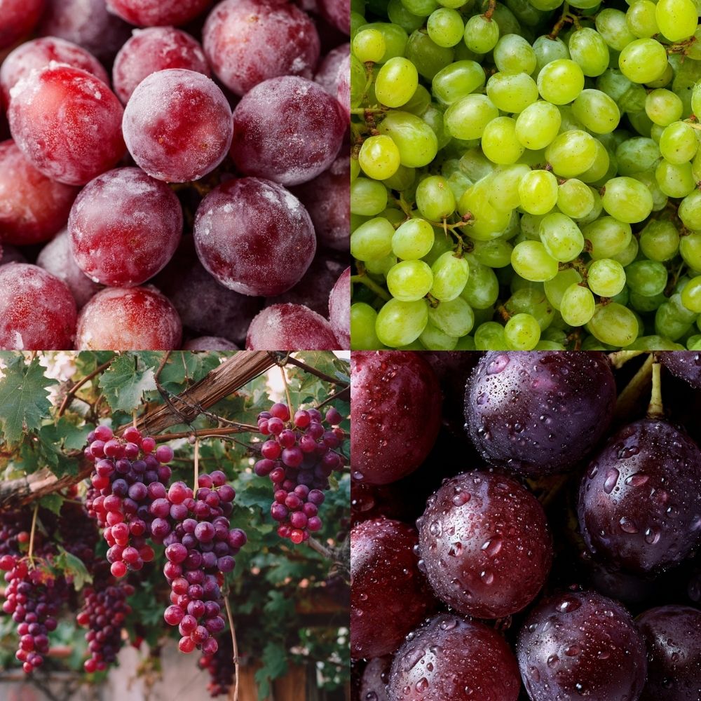 IQF frozen grapes from Patagonia Foods
