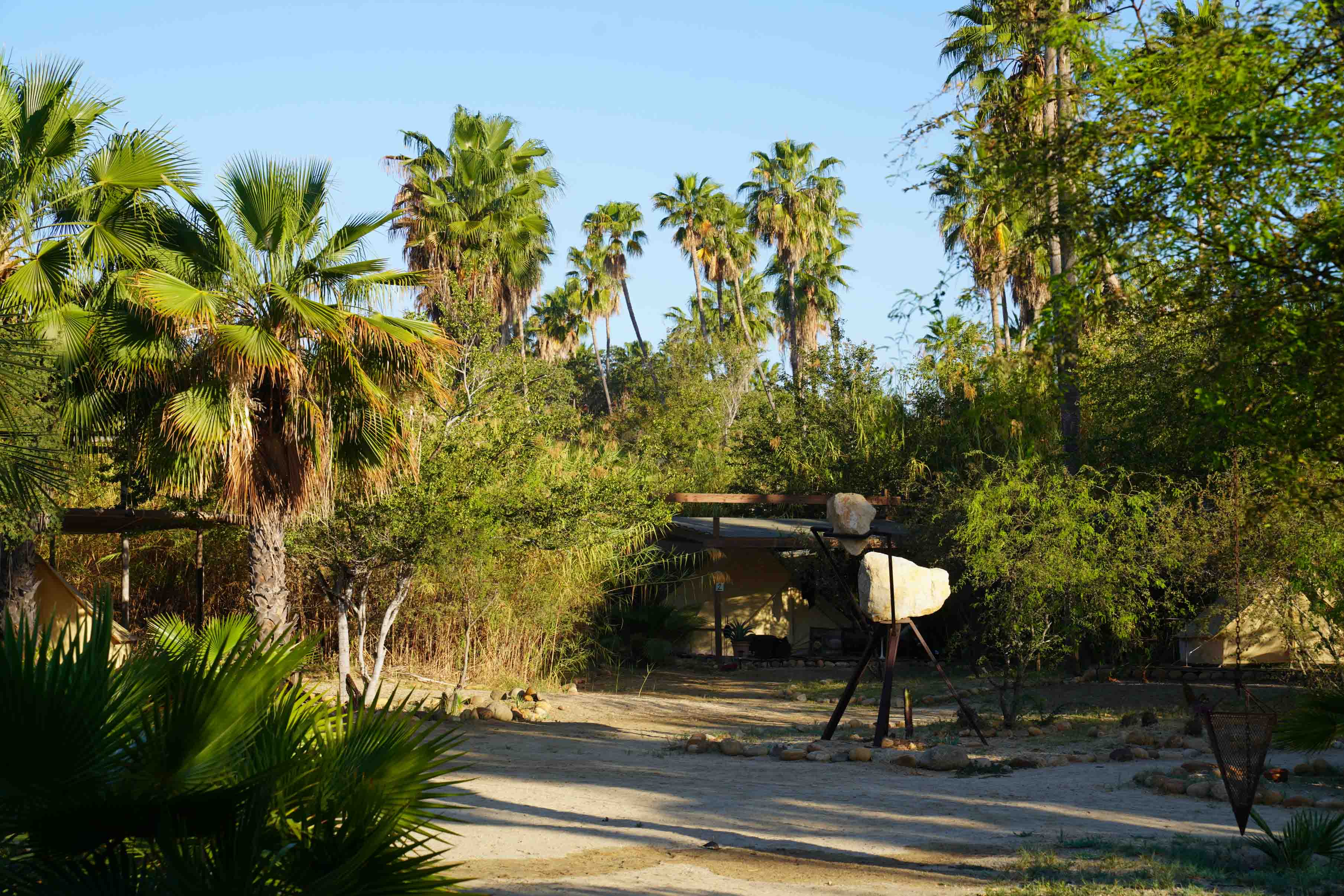 Dirt path surrounded by palm trees and dense greenery under a clear blue sky with a wooden sculpture in the foreground.