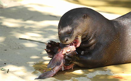 Otter fressen Fische im Givskud Zoo