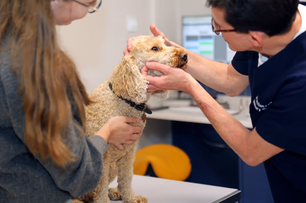 Terrier sitting in a Hello Vet clinic