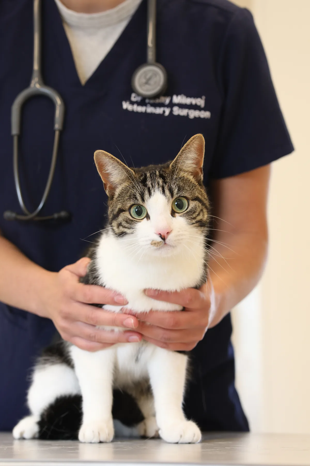 A treatment room at a Hello Vet clinic