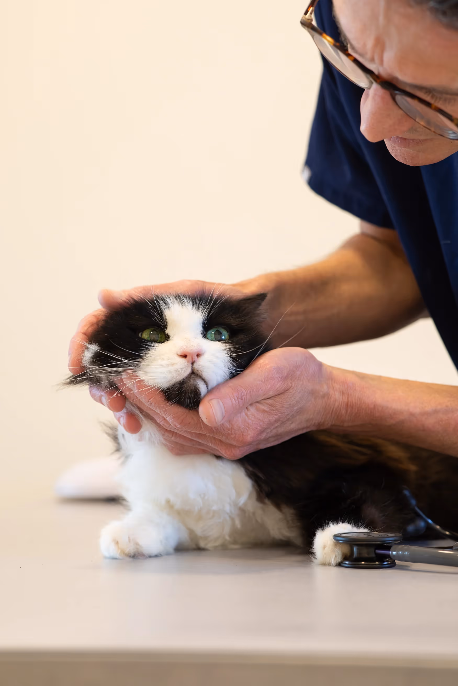 A cat at a Hello Vet check-up