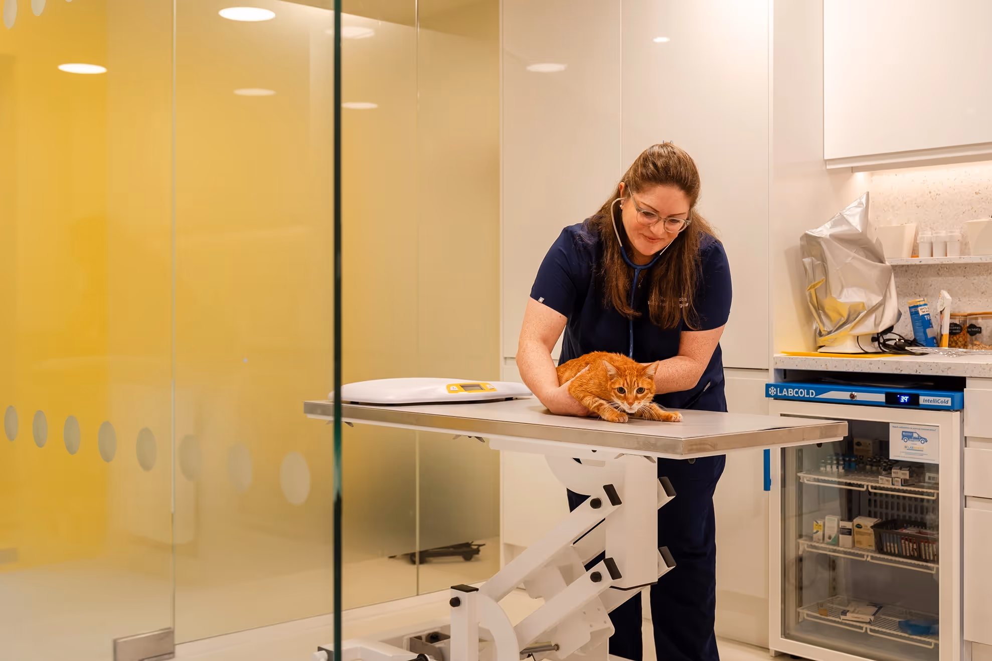 A Hello Vet clinician examining an orange cat
