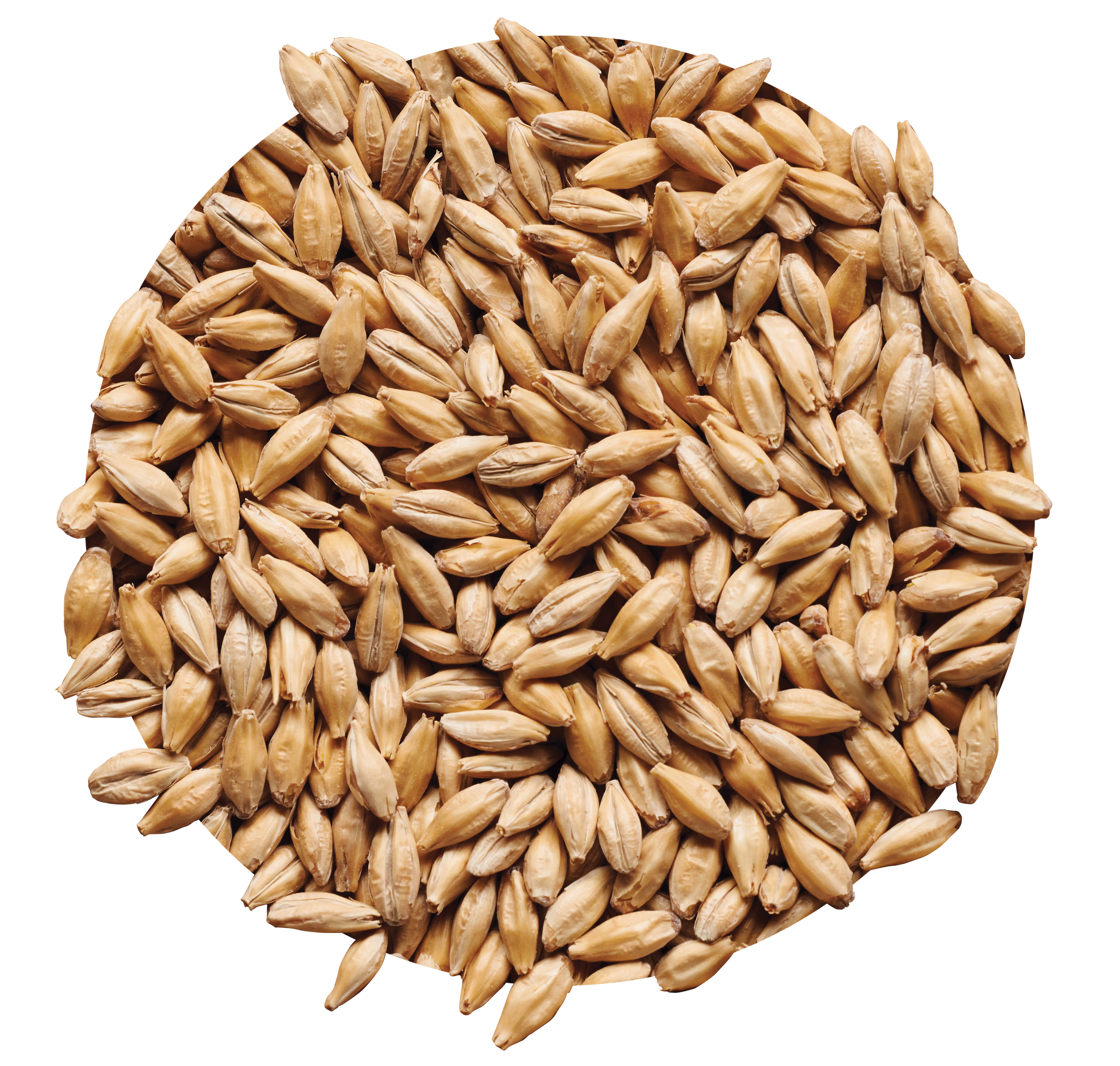 Dextrin Malt