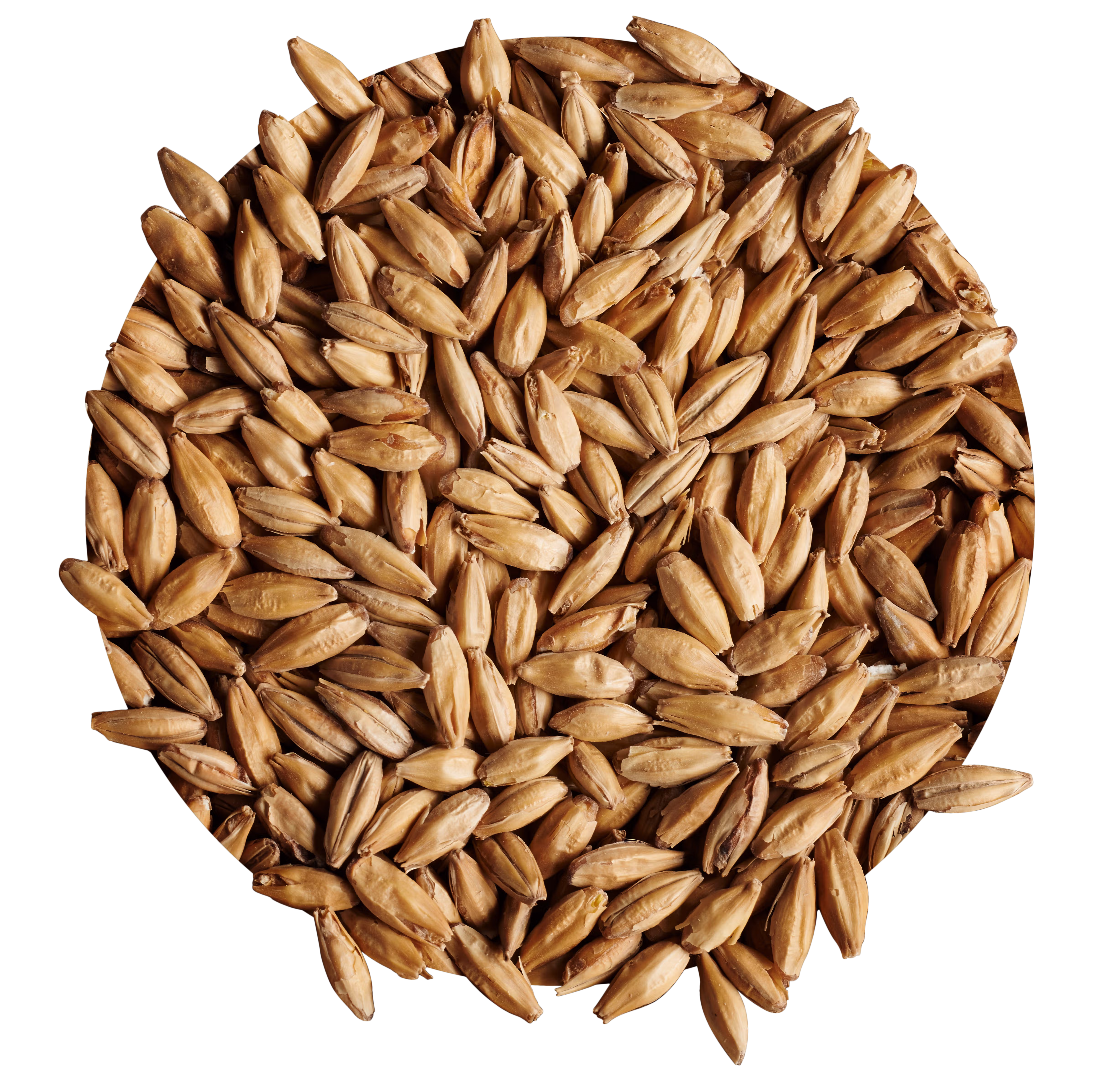 Traditional Ale Malt