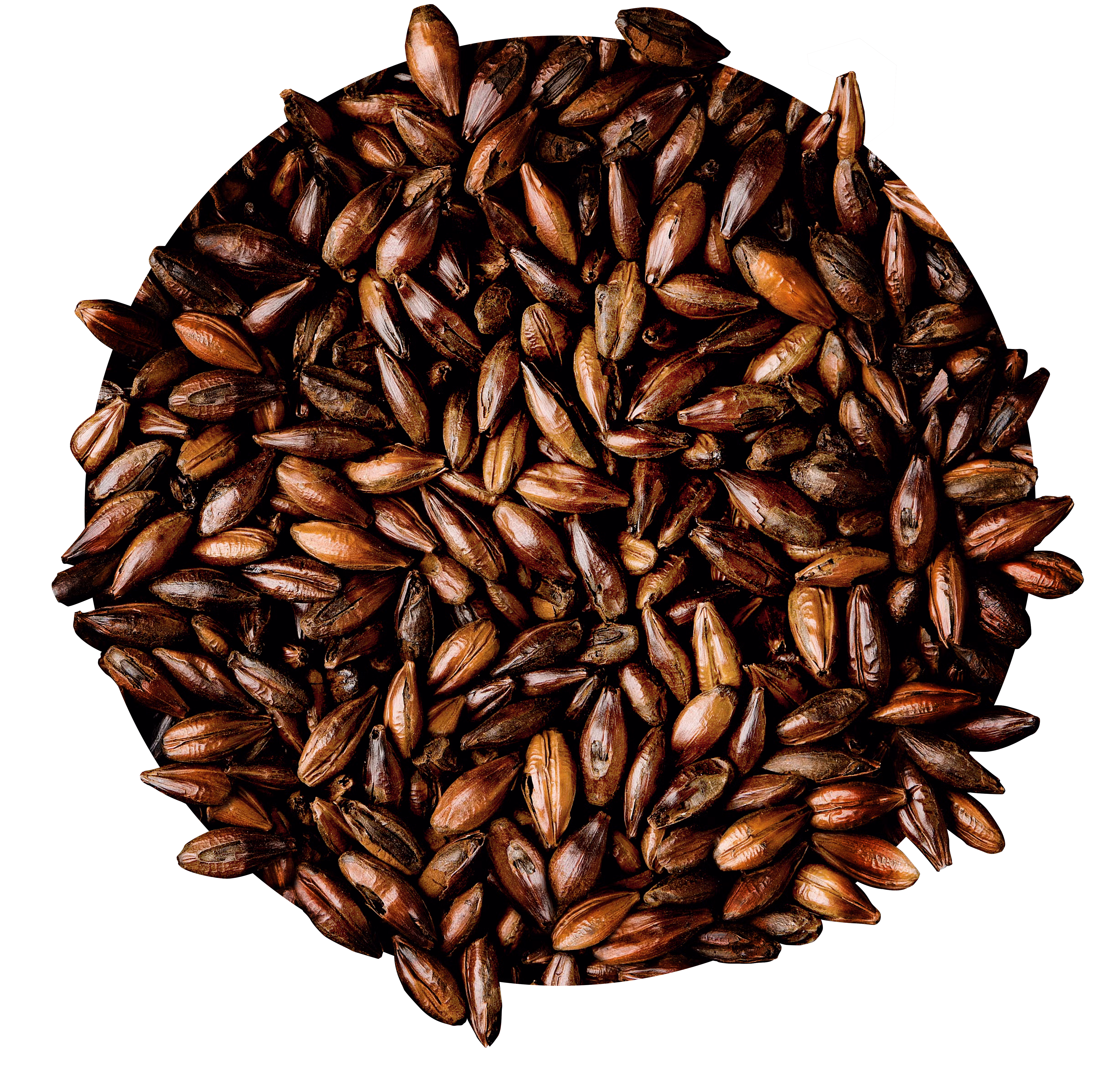 Dark Roasted Malt
