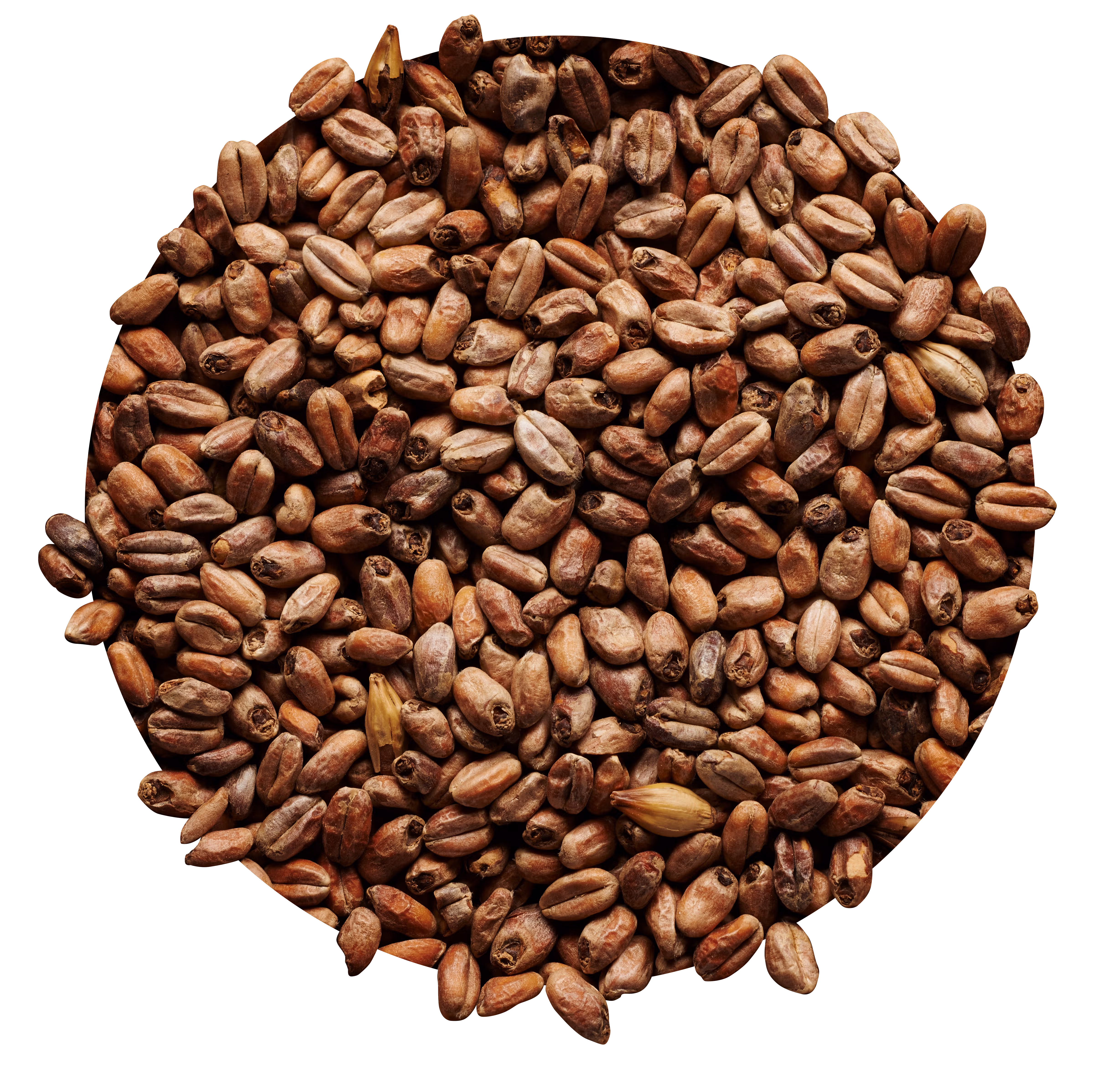 Roasted Wheat Malt
