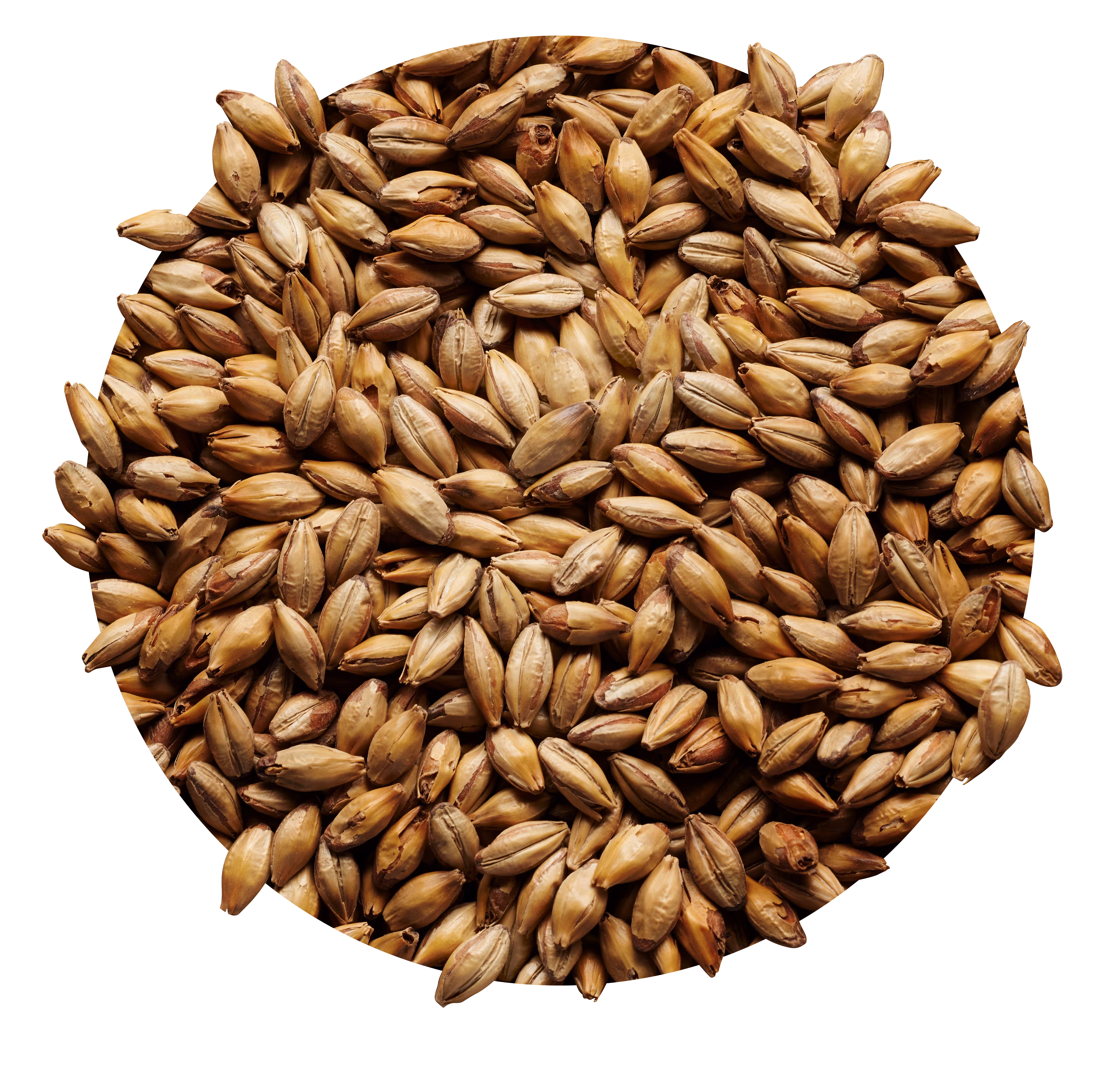 Amber Malt