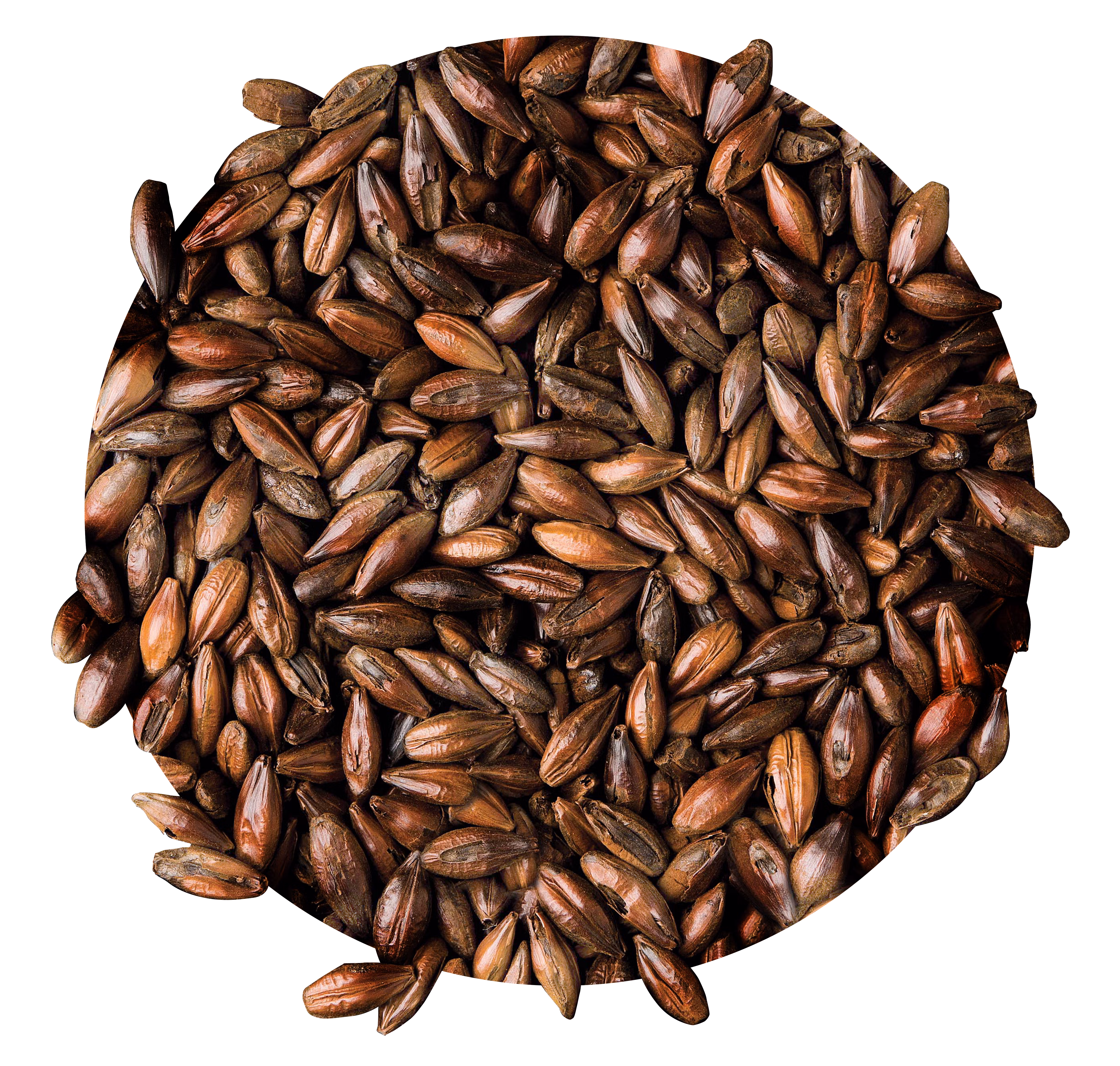 Light Roasted Malt