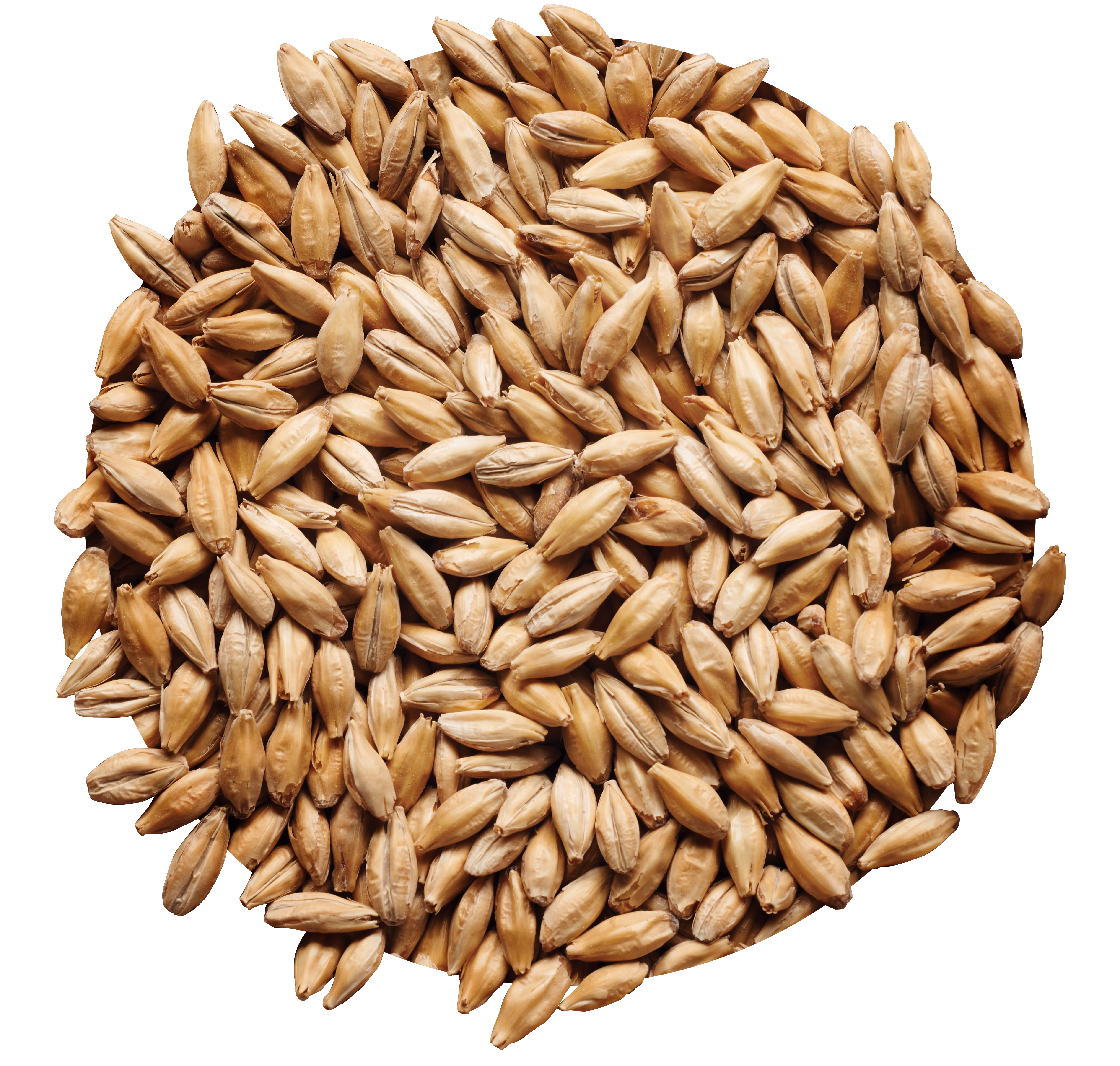 Signature Lager Malt