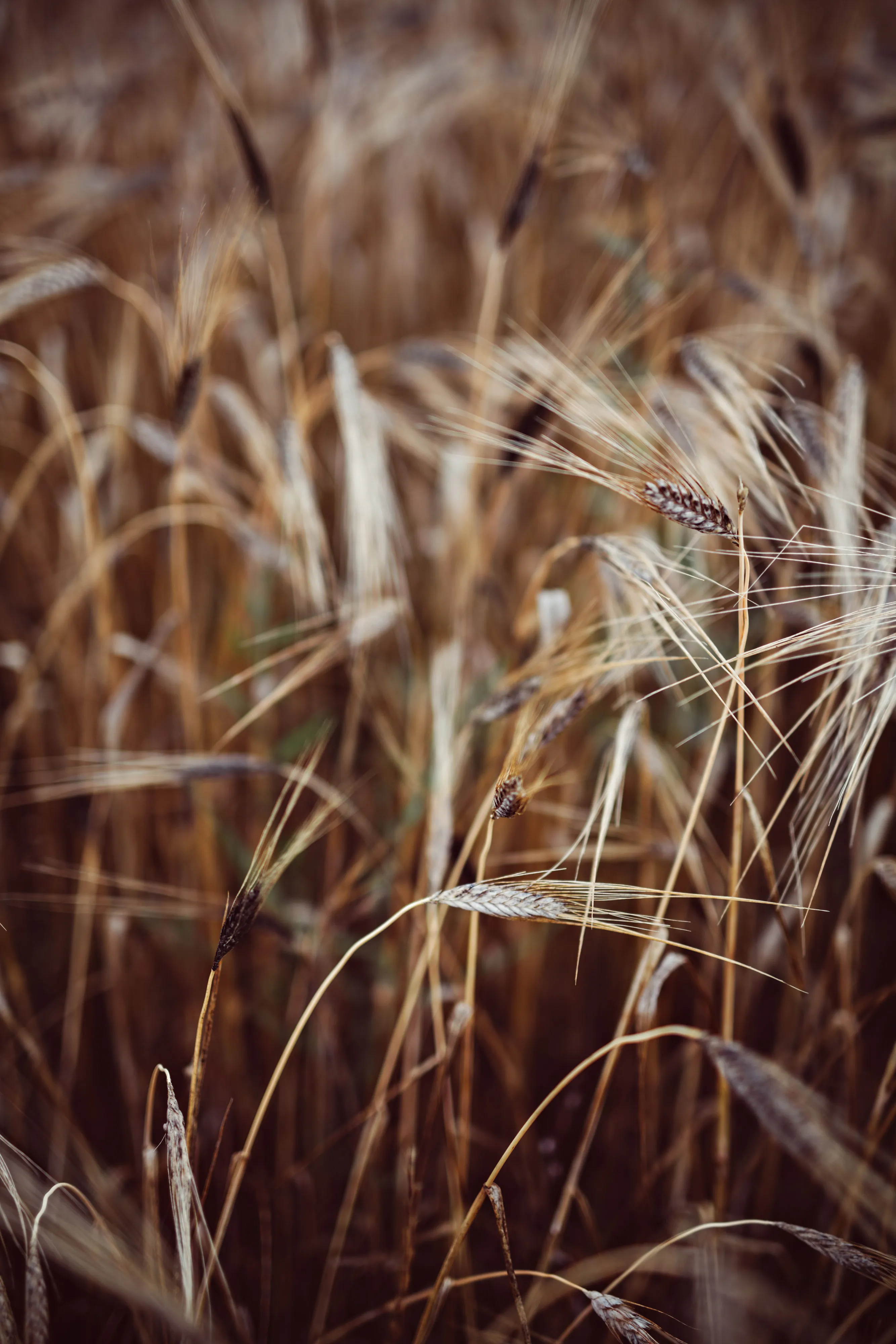 A close-up of a golden wheat field, ripe ears and fine stems evoking nature, crafts and the origins of bread.