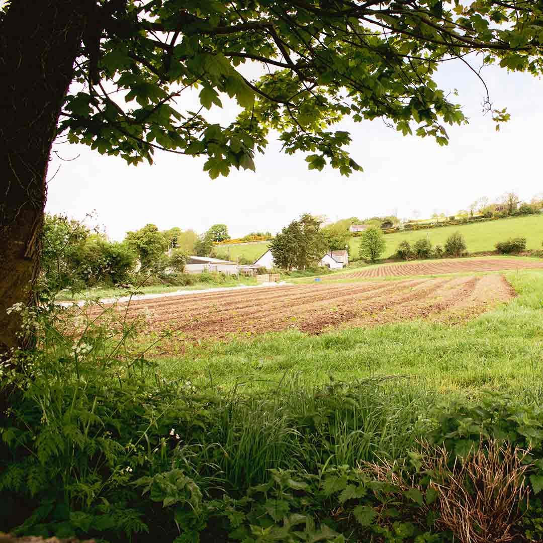 Seanie's field in spring 2024