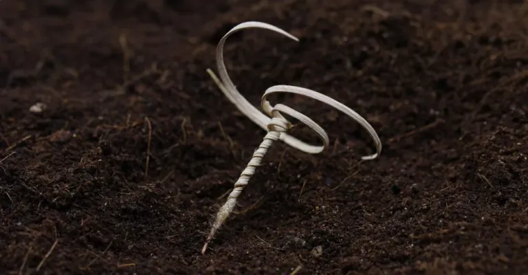 Biodegradable Materials In Sustainable Product Design