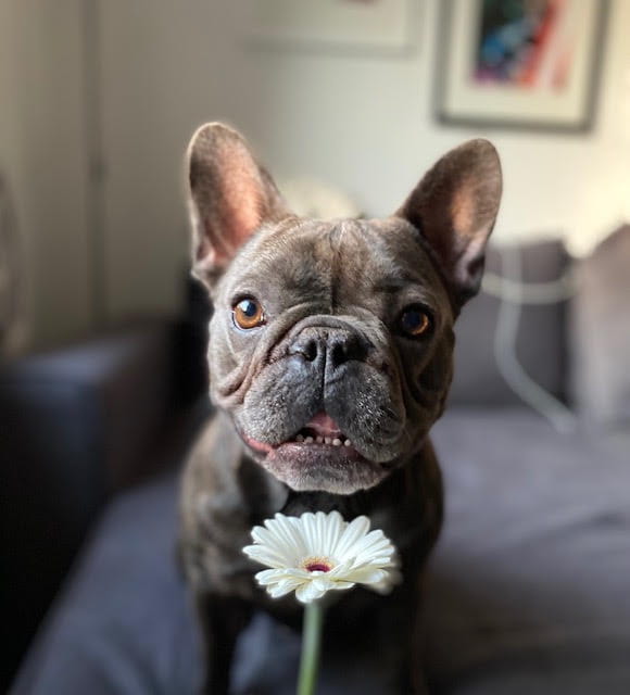Frank