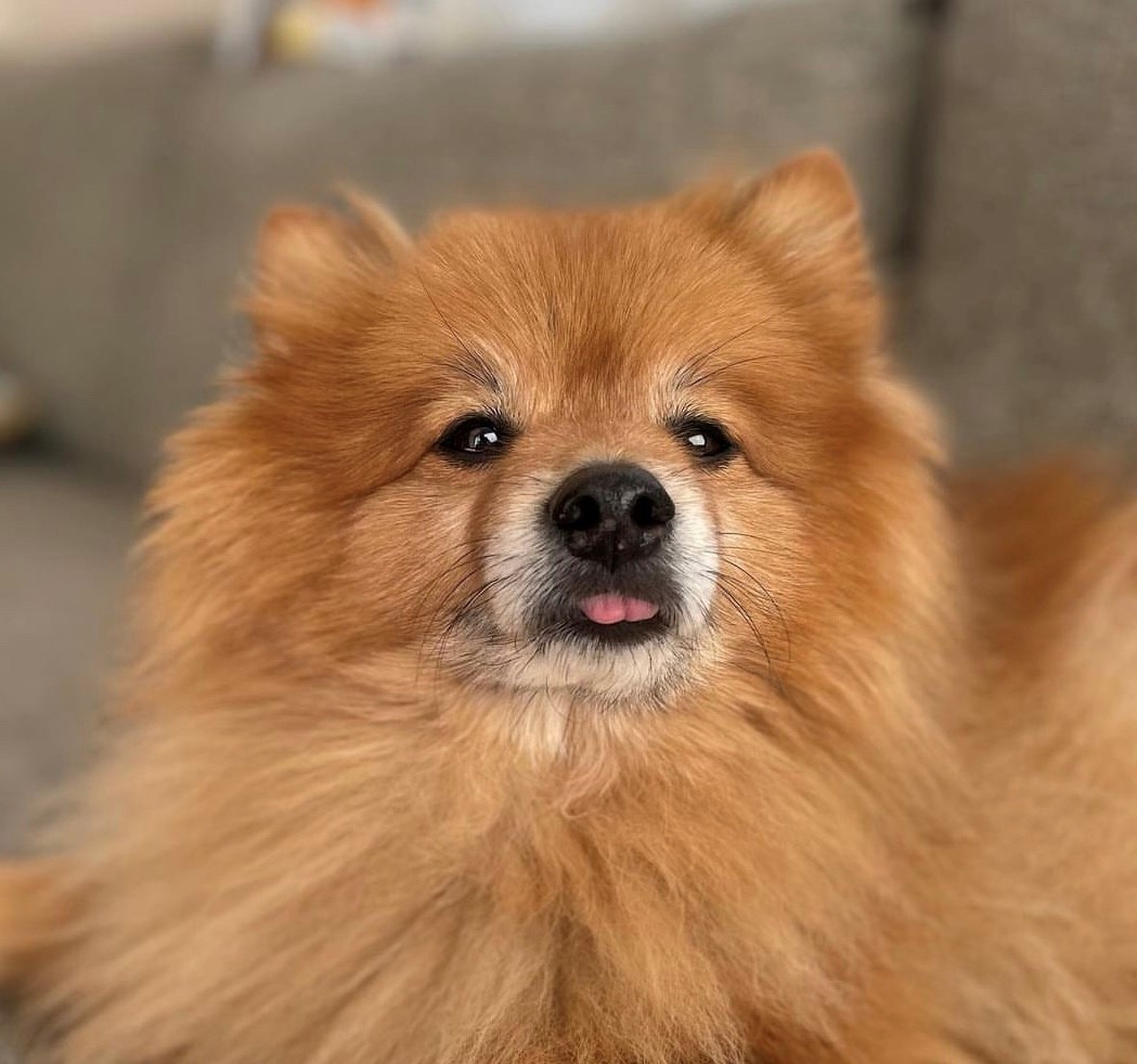 Wicket