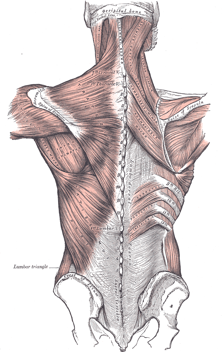 Anatomical illustration of muscles of the back