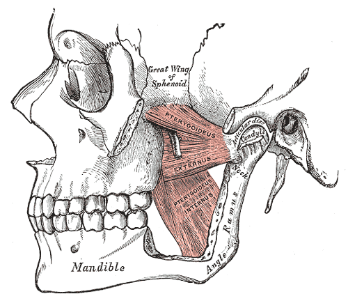 Anatomical Illustration of muscles of the jaw