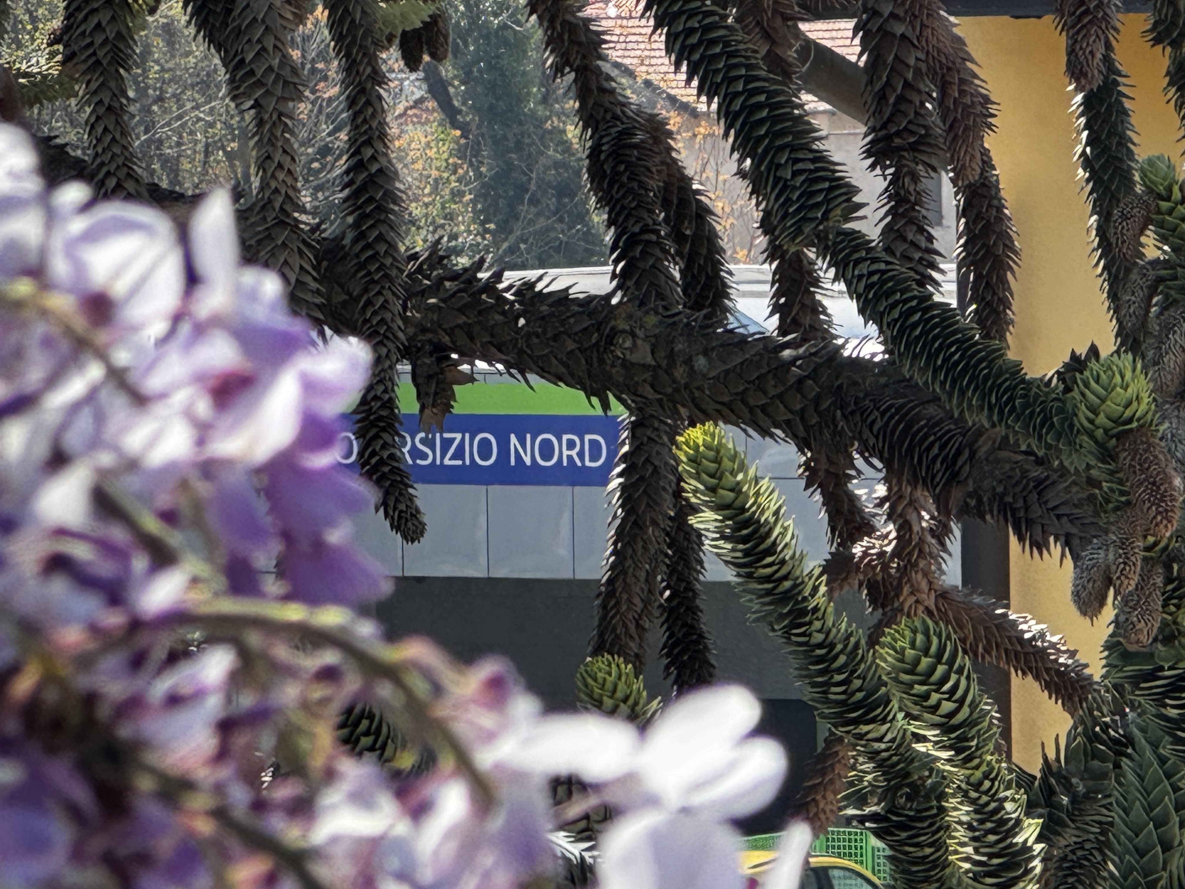 Giardino di Corte Giusti con glicine.