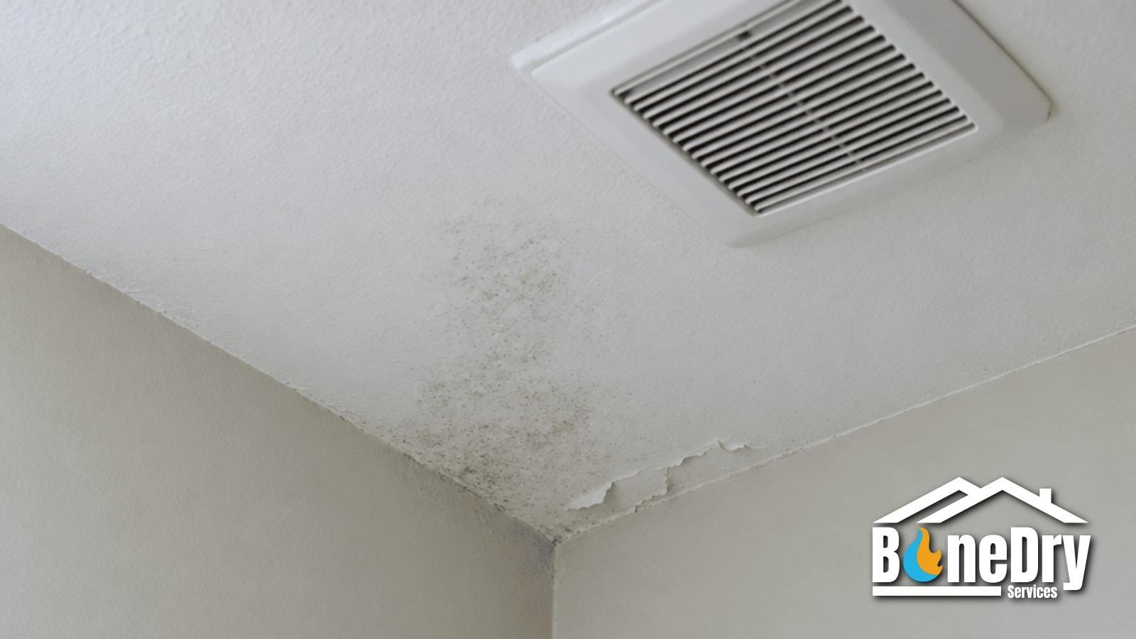 Signs of Mold in Your House: What to Look For in a Colorado Home