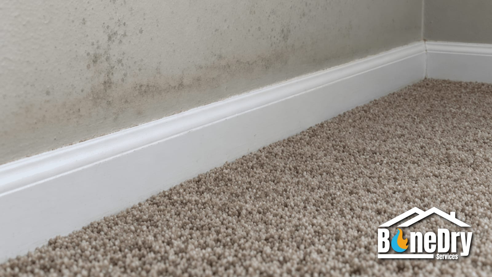 Mold Testing in Denver: When It Helps and What Comes Next