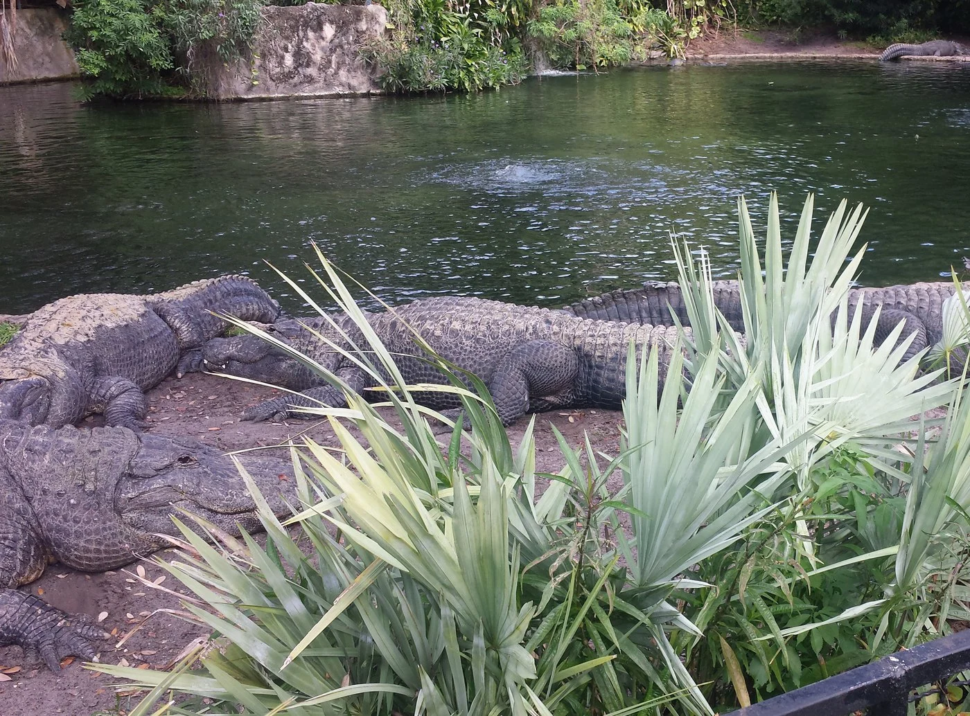 Several alligators by a body of water
