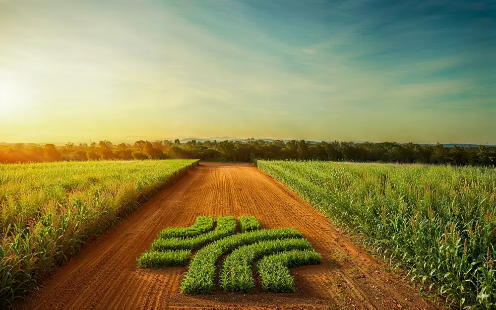 RHTP logo made in AI, centered on a dirt road with two cornfields on each side