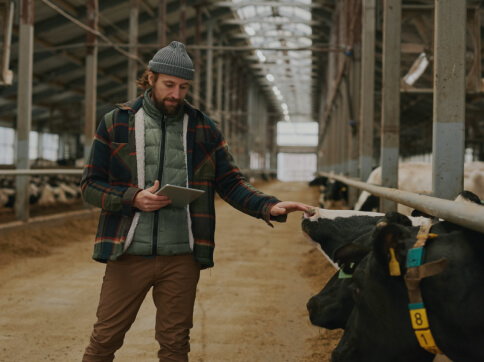 Dairy Farmer checking FarmRaise on tablet