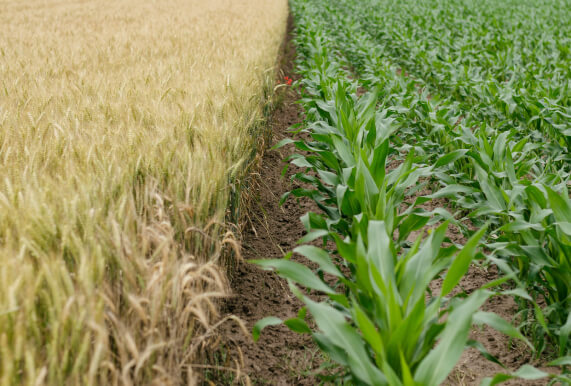 Healthy crops on right side of image and unhealthy crops on left