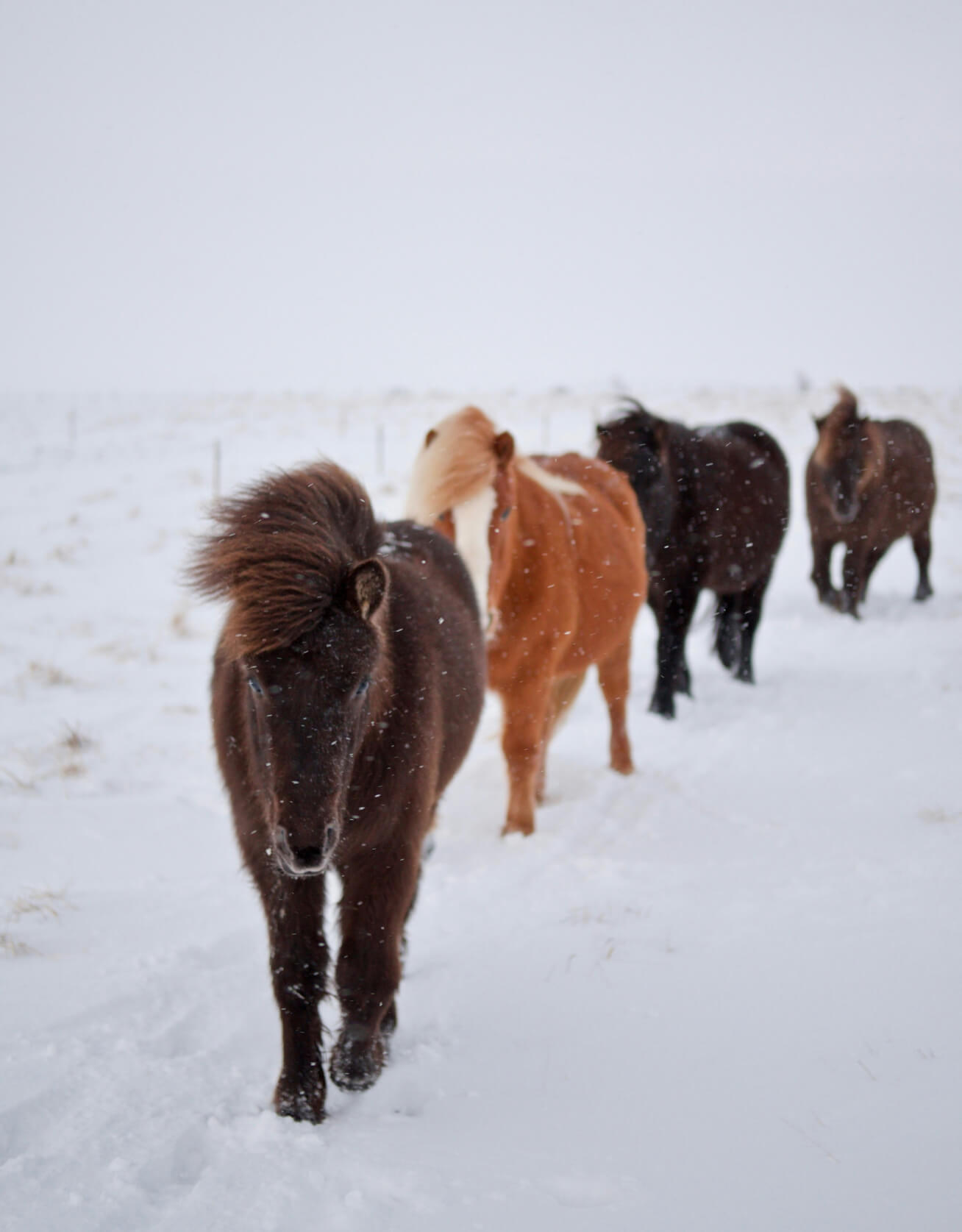 Horses walking through snow storm on farm