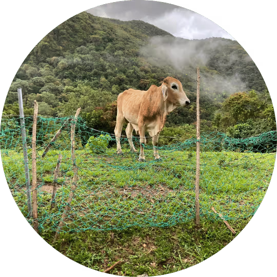 cattle fencing ideas to improve fencing on your farm or ranch | FarmRaise